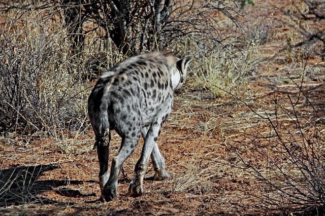 250 Okonjima, okonjima bush camp, gevlekte hyena.JPG